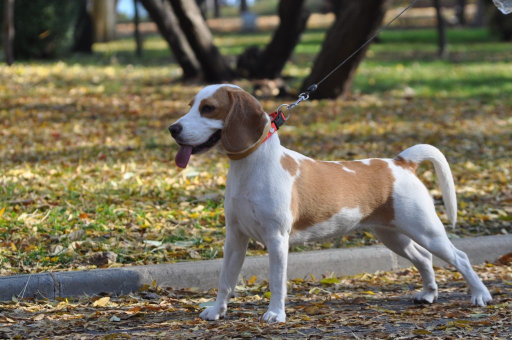 A Beagle on a walk in a park